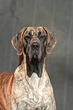 DOGUE ALLEMAND 644